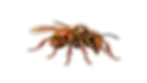 désinsectisation