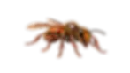 désinsectisation