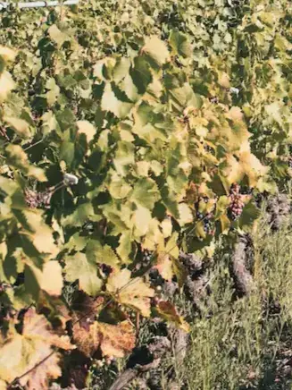 feuilles de vignes vertes et orange avec herbes