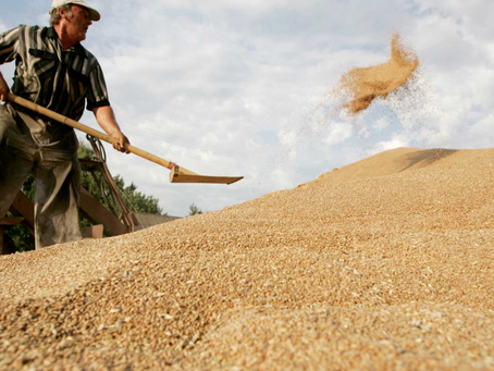Wheat Prices Increase By 60% Since January: Concerns Increase