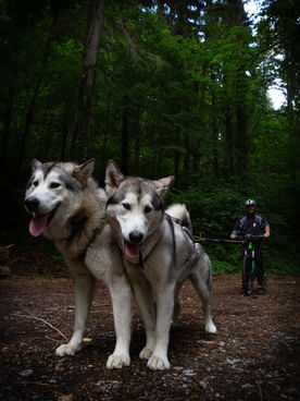 Manouk und Miska beim Bikejöring mit 14 Monaten - 06.2022