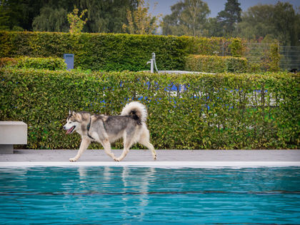 Xandra beim Hundeschwimmen Event mit 6 Jahren - 09.2022