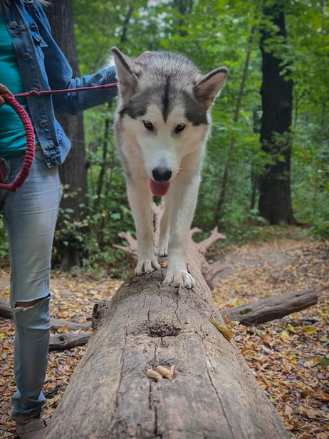 Miska balanciert in Dresden mit 16 Monaten - 07.2022