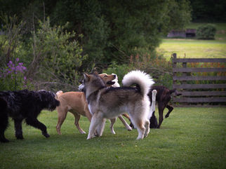 Zero bei der Hundeschule mit 5 Monaten - 05.2022