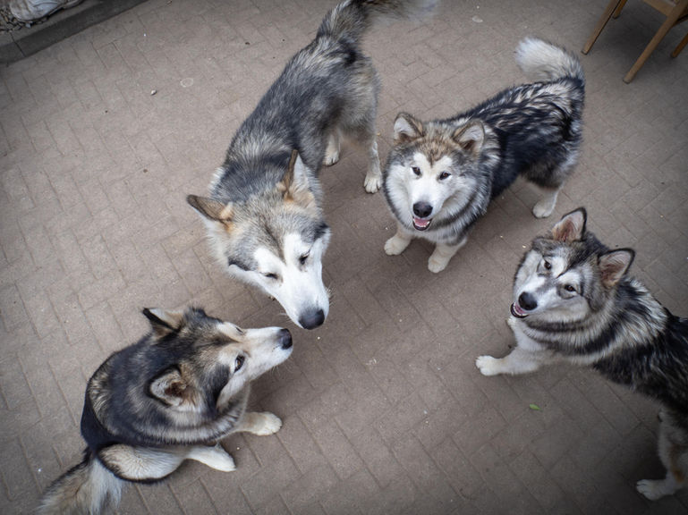 Nukka mit ihrem Rudel im Zwinger - 07.2022