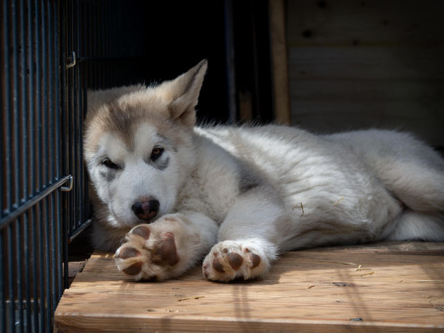 Miska in ihrem Schlafplatz mit 2 Monaten - 05.2021