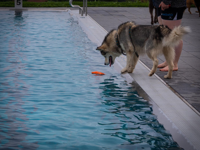 Xandra beim Hundeschwimmen Event mit 6 Jahren - 09.2022