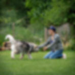 Cathi mit Zero in der Hundeschule