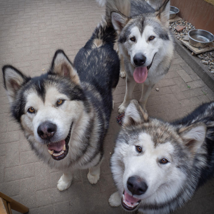Xandra mit ihrem Rudel im Zwinger - 07.2022