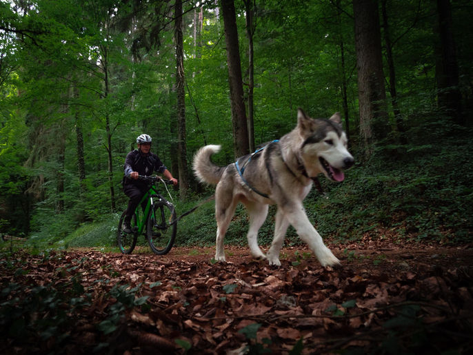 Miska beim Bikejöring mit 14 Monaten - 06.2022