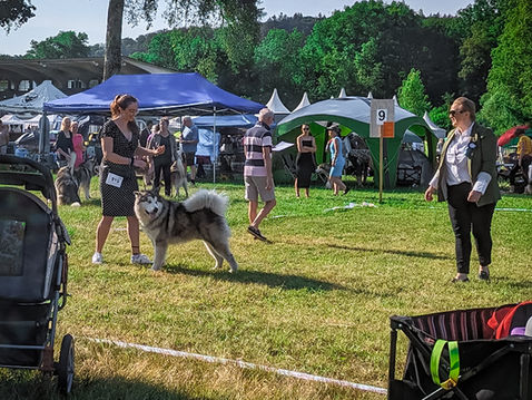 Alpen-Jugendhcampion - Zero bei der CACIB in Aarau (Schweiz) mit 18 Monaten - 24.06.2023