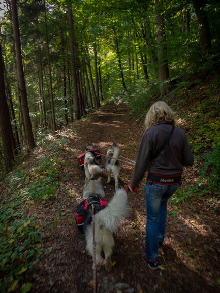 Nukka, Xandra und Zero beim Doghiking - 10.2022