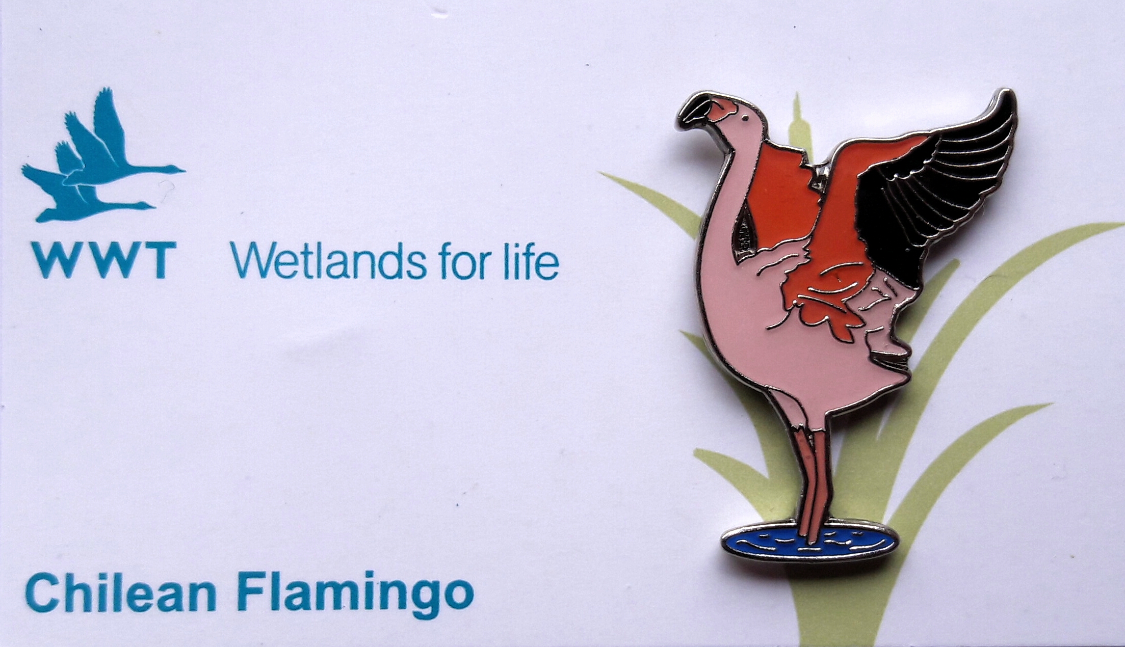 WWT Chilean Flamingo