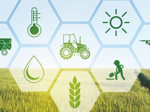 Optimizing Sugarcane Agriculture: The Impact of Smart Farming