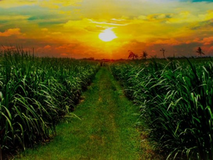 Adapting to Climate Change: Innovations in Climate Resilient Sugarcane Farming Practices