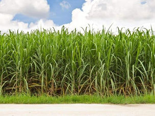 Areas where factories Sugar lose money