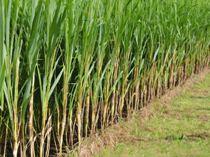 Cover Crops and Corn Farming: Benefits and Best Practices