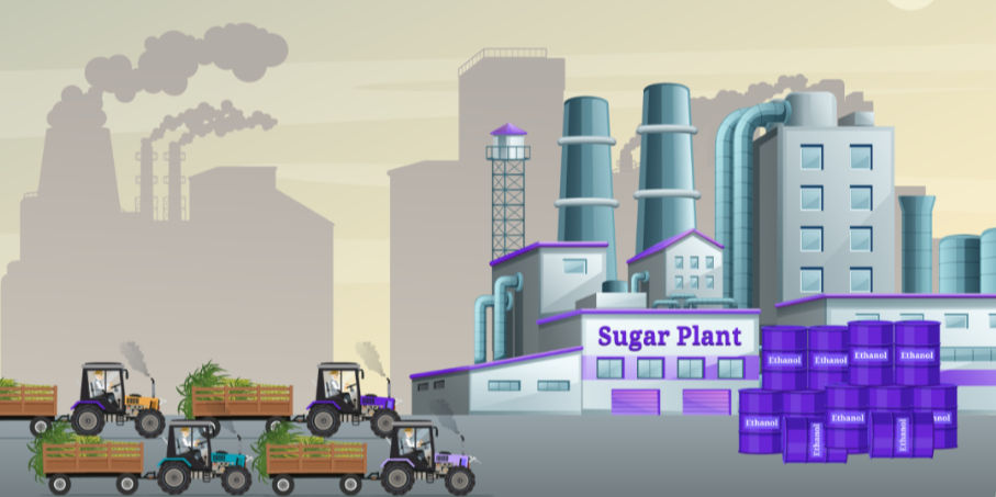 Sugar Plant