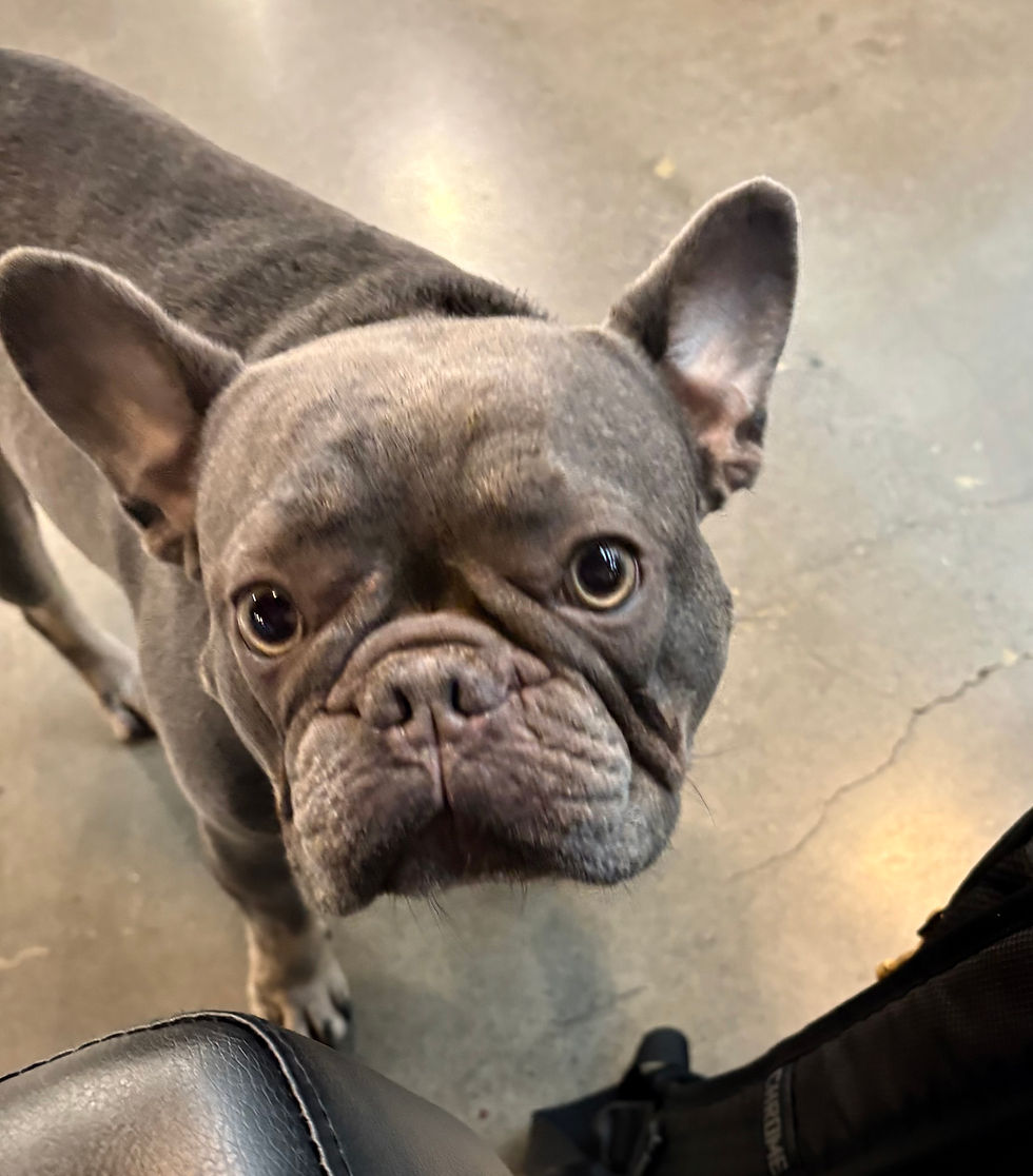 A gray French Bulldog named Nova!