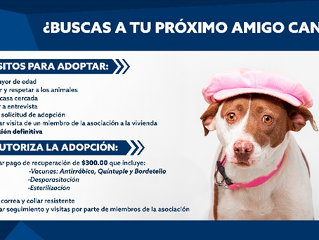 ACTIVIDADES DE AMIGOS DE LOS ANIMALES PARA AGOSTO 2026: Rifa solidaria ¡Toca Mi Vacuna!