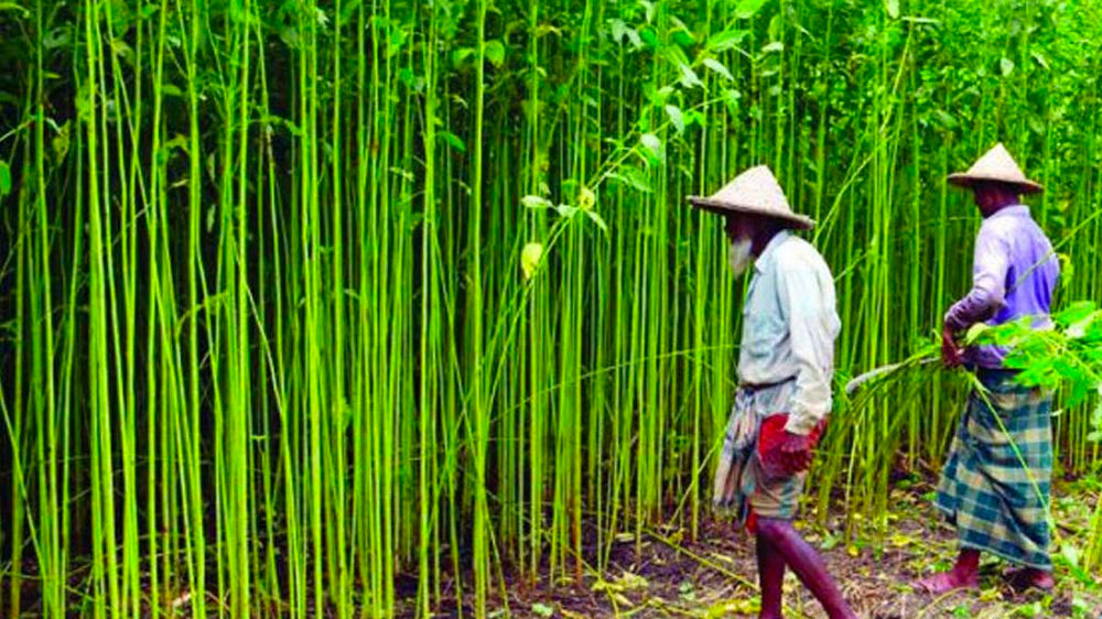 What is Jute and How Jute Sending To Process?