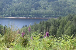 View to Derwent Reservoir on the Derwent Edge Hike