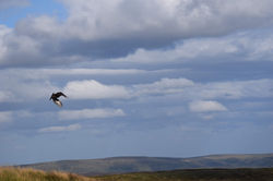 Flying Bird on The Crashed Plane Hike