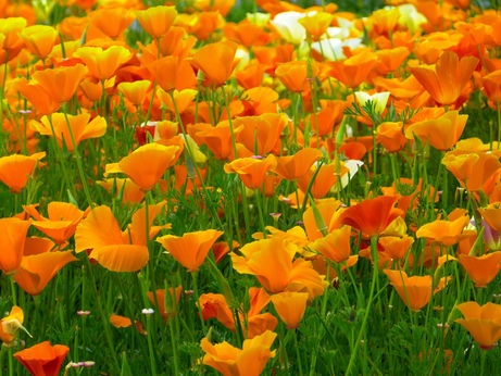 L'eschscholzia OU PAVOT DE CALIFORNIE