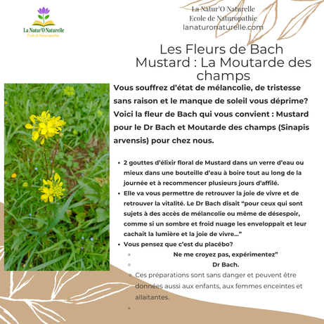 Les fleurs de Bach saison par saison