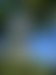 Fleurs de Bach et dépressions