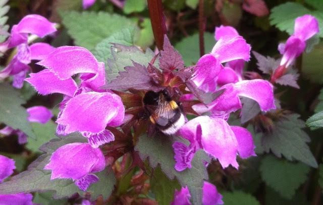 bourdon sur fleurs