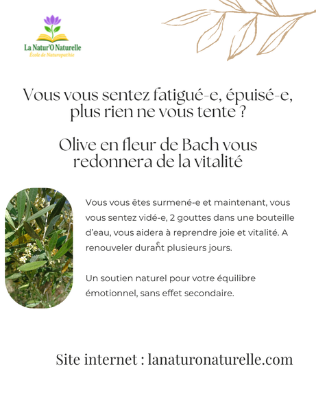"Olive" en fleur de Bach issue de l'Olivier