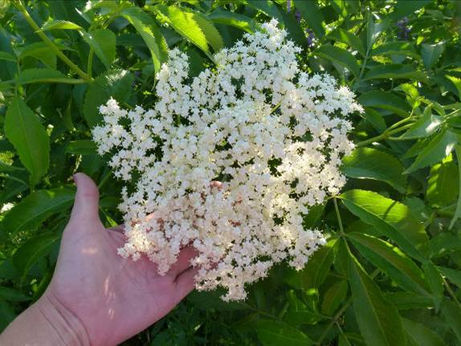 Les fleurs de Sureau noir et leurs bienfaits