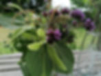 bouquet tilleul.jpg