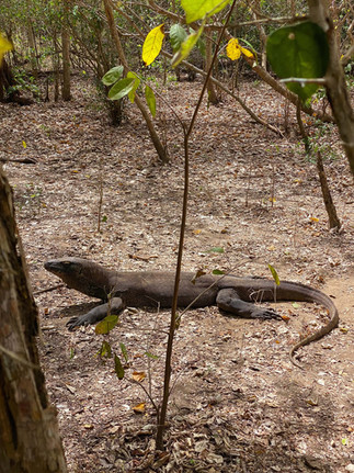 Komodo Dragon on Komodo Island