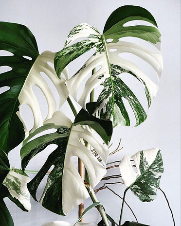 Variegated monstera.jpeg