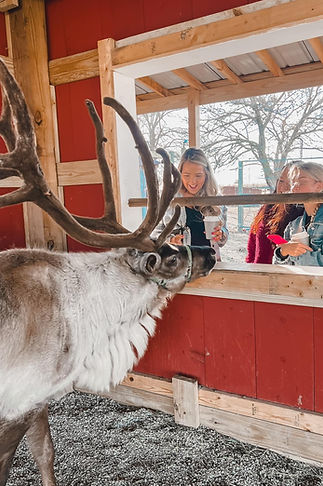 Reindeer at Illinois farm