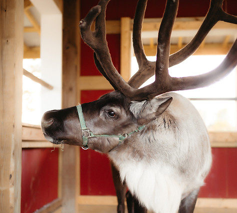 Reindeer Christmas Market