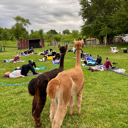 Alpaca yoga in Illinois