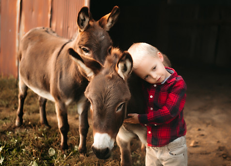 Friendly mini donkey and child at Illinois Farm