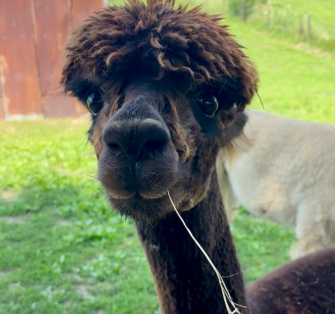 Silly alpaca with hay in its mouth at Prairie Moon Farm in central Illinois