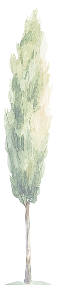 COMPOSIZIONE cipressi.png