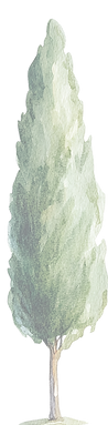 COMPOSIZIONE cipressi.png