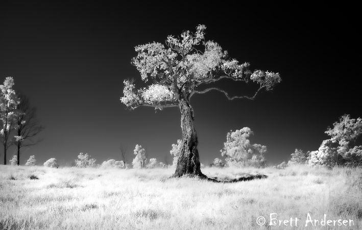 Infrared tree