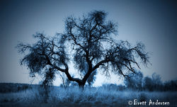 Alice Springs - 4702 - Cyanotype - Web