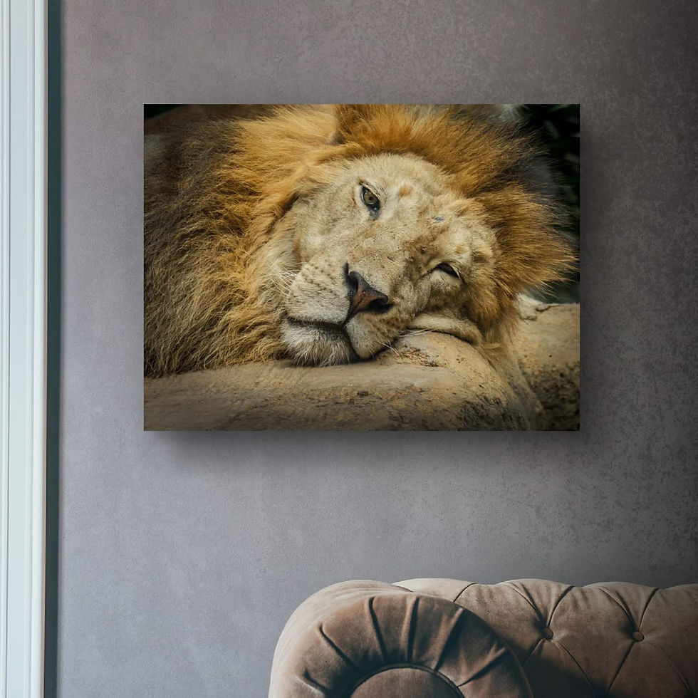 Thumbnail: Lion, Resting for while.