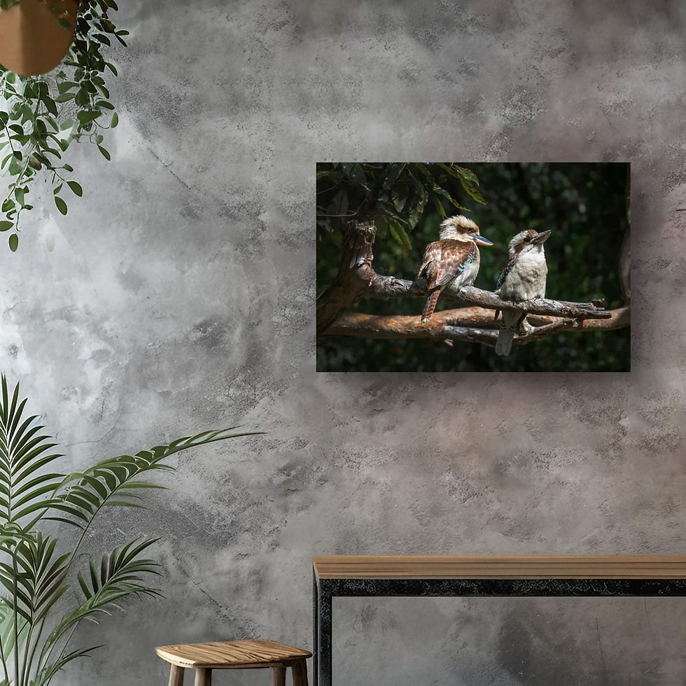 Thumbnail: Kookaburras at Cedar Creek, Samford, Queensland.