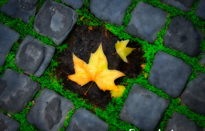 Leaf and Pavers