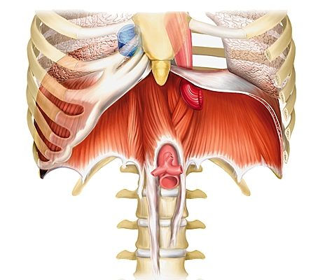 Anatomie du diaphragme