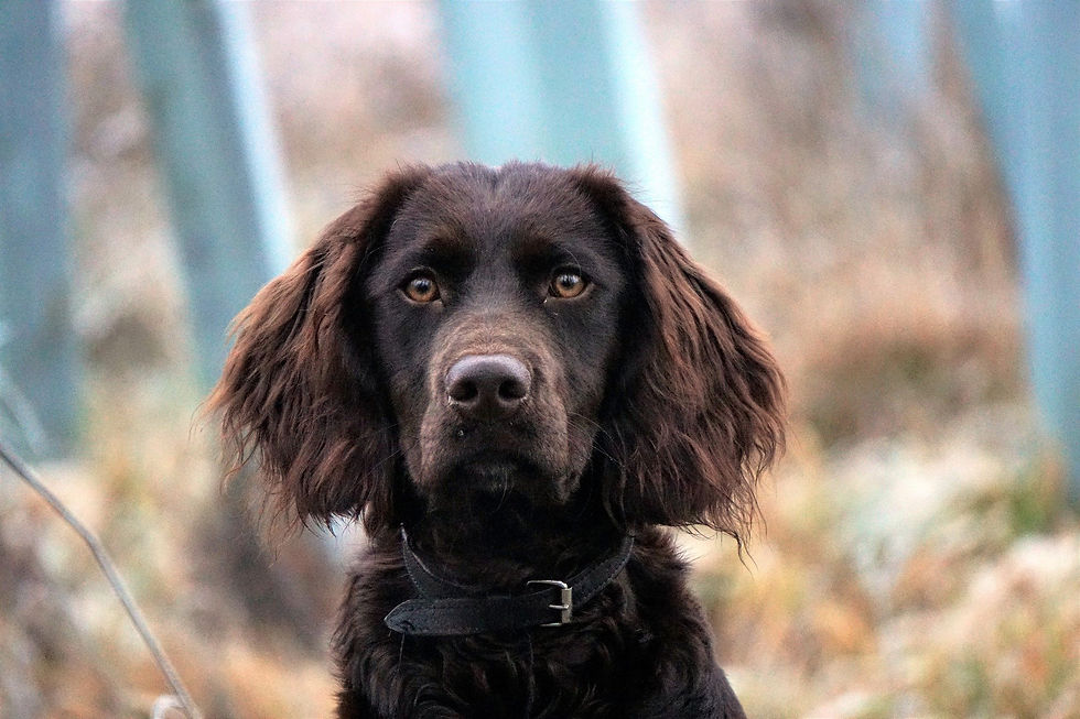 german-quail-dog-4748569_1920